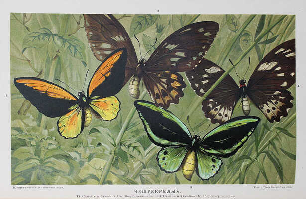 Гааке В. Происхождение животного мира. СПб., 1902.